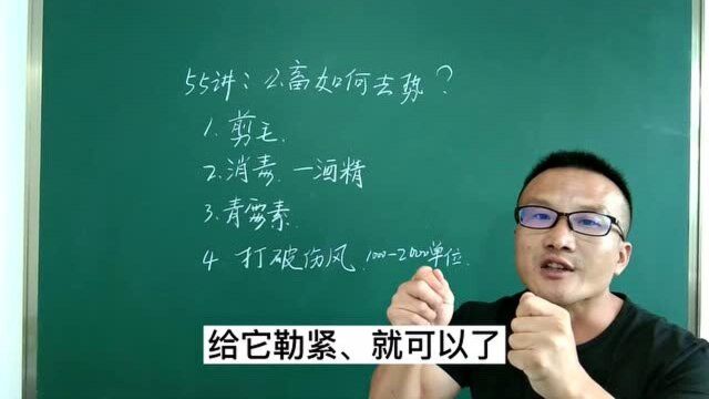 55讲:牛羊公畜如何去势?