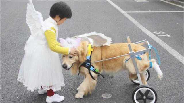 超感人!小女孩为残疾金毛犬插上翅膀,化身维密天使狗!