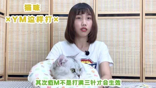 猫咪疫苗要怎么打?新手猫奴须知几个事项,不然就让猫咪白挨针!