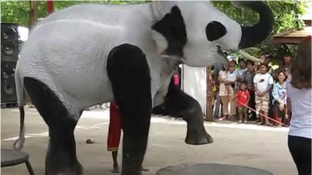 真不愧是熊猫铁粉,画只熊猫想念时看上一眼,动物们好无奈啊