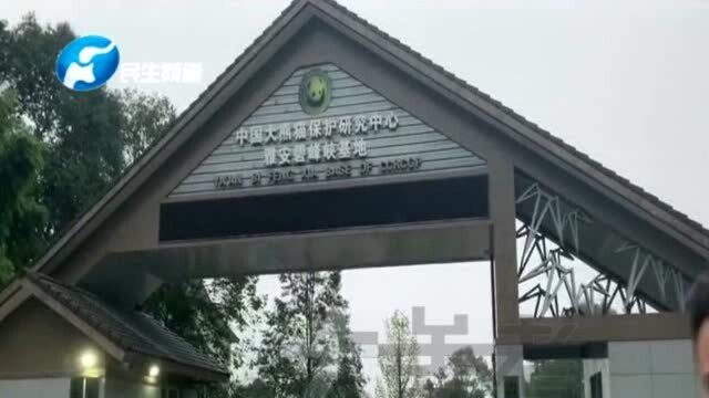 大熊猫“迈迈”“灵岩” 即将抵达栾川,记者带你到雅安基地提前打探