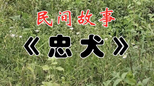 民间故事:《忠犬》狗是通灵性的,不信看看这个故事