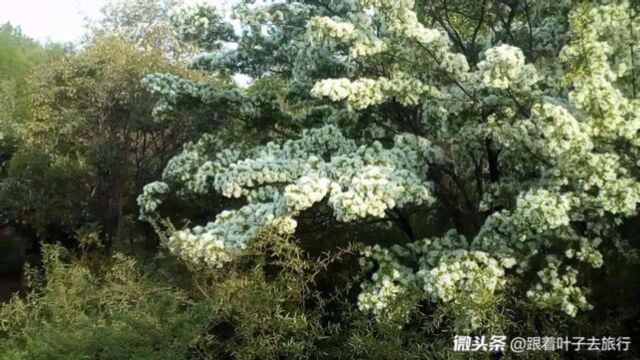 泉城公园流苏花开,美丽洁白如雪花,这种树没年轮哟