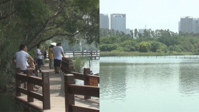 红喙黑天鹅,还有一千多米长的木栈道,厦门五缘湾公园美呆了