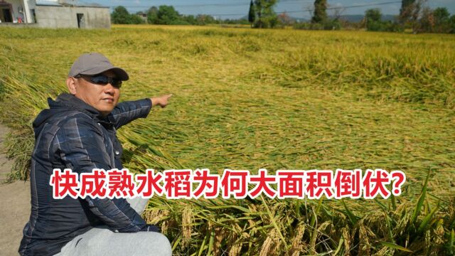 路遇农村水稻大面积倒伏,农民大姐说是稻飞虱,你怎么看?