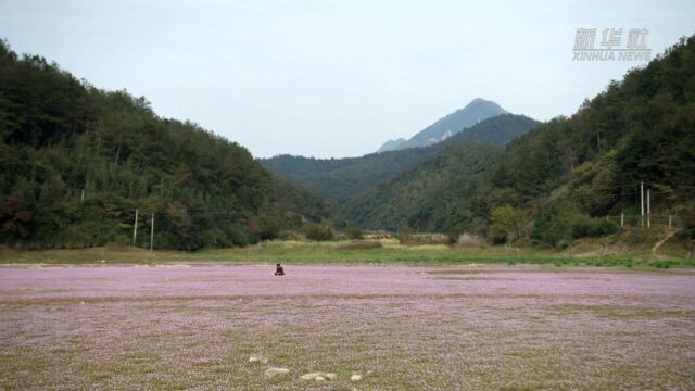 (美丽中国)浙江诸暨:蓼子草花开引客来