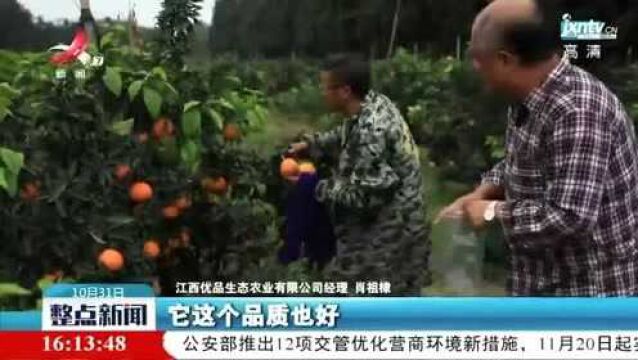 吉安泰和:打造精品桔园 助力农户增收致富