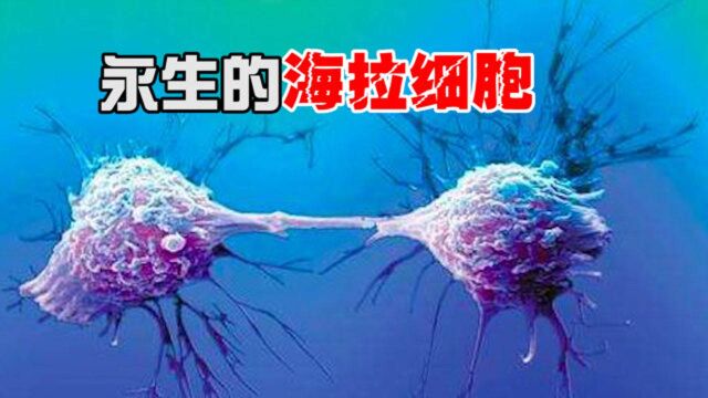 无限增殖的海拉细胞,癌细胞也有益处?“永生”或许并非遥不可及