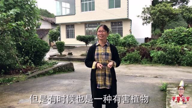 农村随处可见的藤蔓,爬上树木缠上电线,又好看又危险