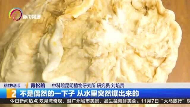 专家认为“太岁”不是生物 不建议食用