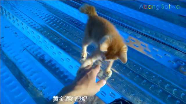 二货主人:小猴子屋顶斗猫记之三