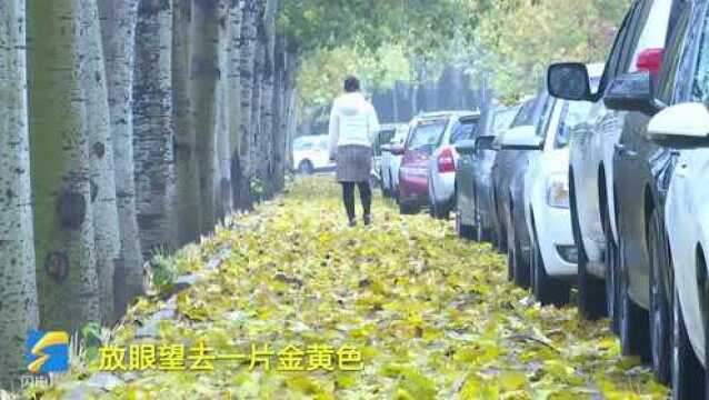 45秒丨一场冬雨一场寒,树叶飘然落下,德州市区遍地金黄