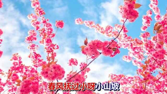 一首网络情歌《桃花一朵朵》