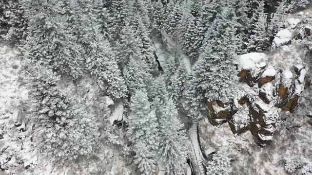 雪落芦芽林海