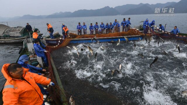 浙江千岛湖:大力推进特色“保水渔业”发展模式