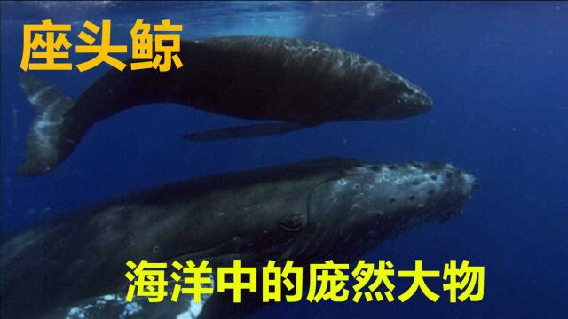 座头鲸是海中的庞然大物,捕鱼技术高明,能够用气泡网住鱼群