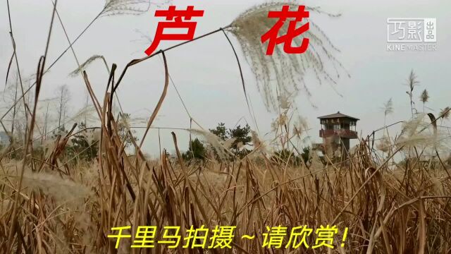 诗经里《芦花》