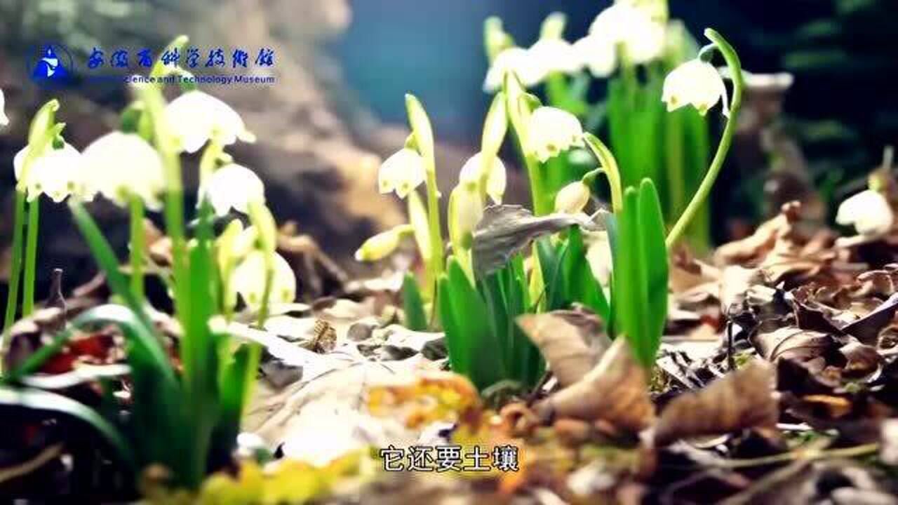 科普微讲堂 | 植物是如何生长的?