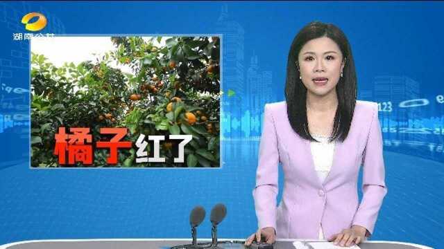 (橘子红了)“破百万”!湘西柑橘远销东北 销量喜人