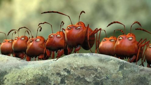 红蚂蚁看到黑蚂蚁捡到美食，十分嫉妒，开始攻打黑蚁巢穴！