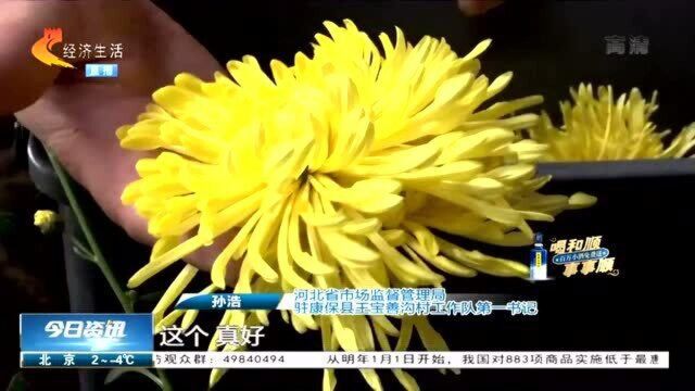 黄菊开出“脱贫花”,贫困村脱胎换骨,村民乐开花:1个月挣3000