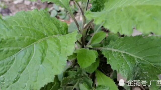 这种植物叫馥芳艾纳香,长得很像蔬菜,认识一下