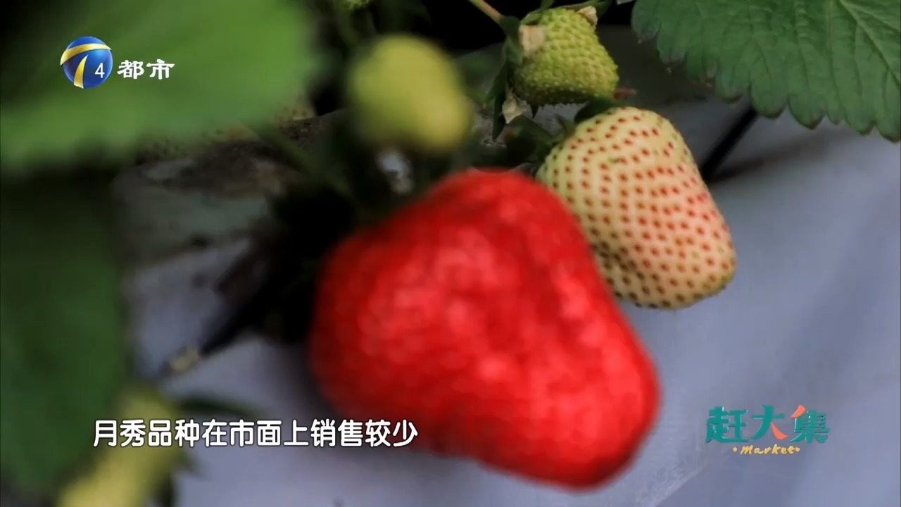 来生态园品新鲜草莓,“硬核”乡村美食不能错过!