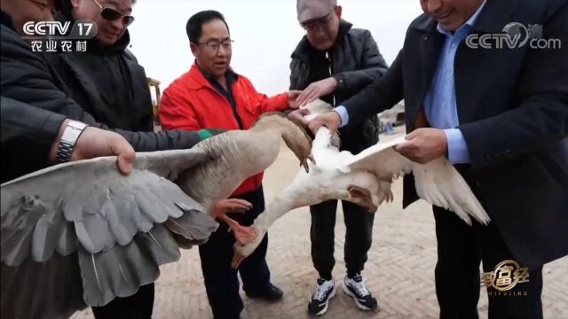 养殖会飞的大鹅,让他的财富,不停地翻倍