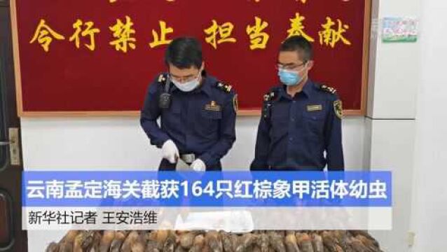 云南孟定海关截获164只红棕象甲活体幼虫