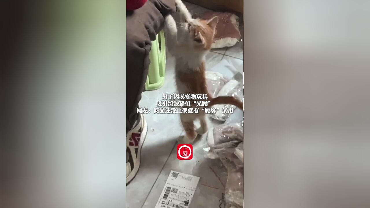 男子因卖宠物玩具,吸引流浪猫们“光顾”,网友:商品还没上架就有“顾客”试用