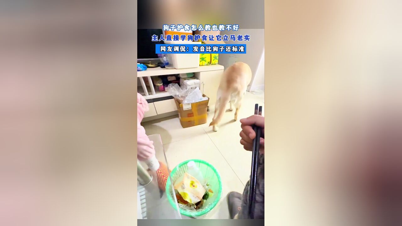 狗子护食怎么教也教不好,主人直接学狗护食让它立马老实,网友调侃:发音比狗子还标准