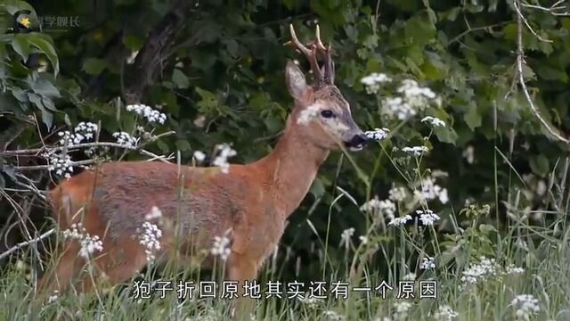 东北第一“神兽”,傻狍子到底有多傻呢?为何这么傻还没灭绝?