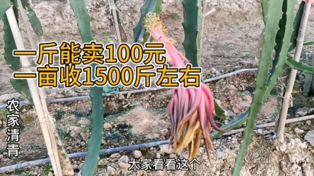 一斤能卖100元,一亩产量1500斤左右,农村创业好项目