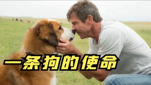 高分感人催泪电影，狗狗转世3次找到主人，《一条狗的使命》看哭了