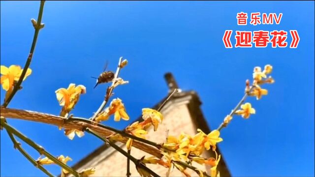 音乐MV《迎春花》,新春第一花迎接新春的来临