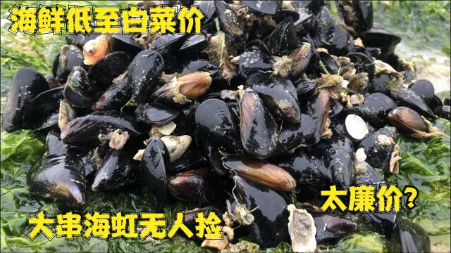 小倪发现海虹搁浅区,大量的海虹散落沙滩,一串一串竟无人捡