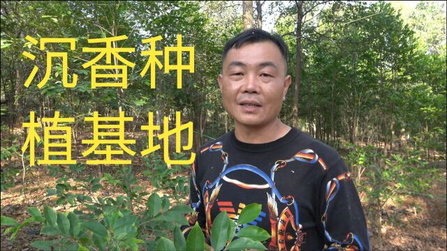 老林去兄弟的沉香种稙基地,为网友挑选沉香树