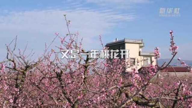 云南蒙自:桃花绽放春潮涌