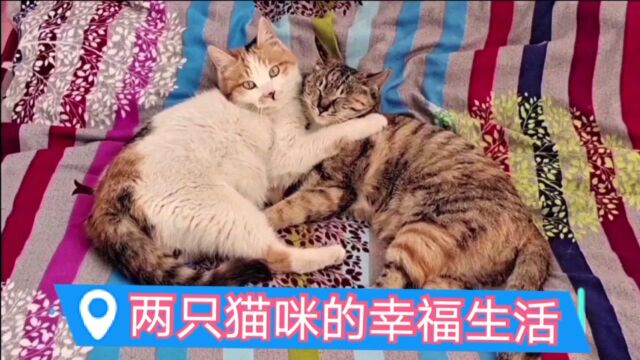 两只猫咪的幸福生活