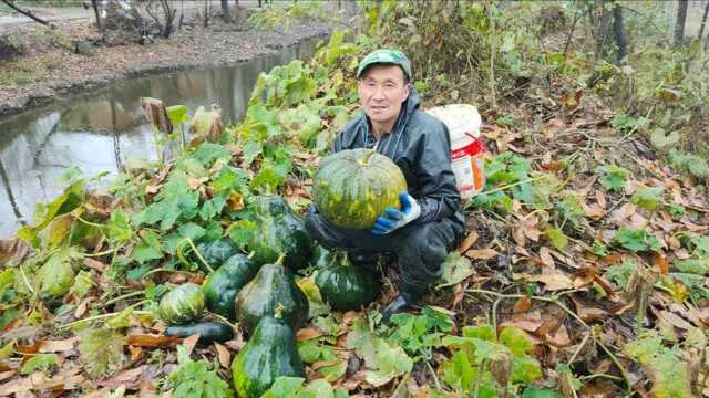 老农种植罕见磨盘南瓜,两颗爬满池塘堤坝,一个南瓜将近20斤