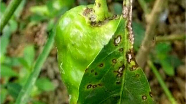 辣椒疮痂病也叫细菌性斑点病,发生较为普遍,会危害叶片果实和茎