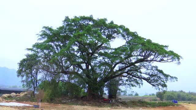 这棵800年的榕树入选韶关市“十大榕树王”