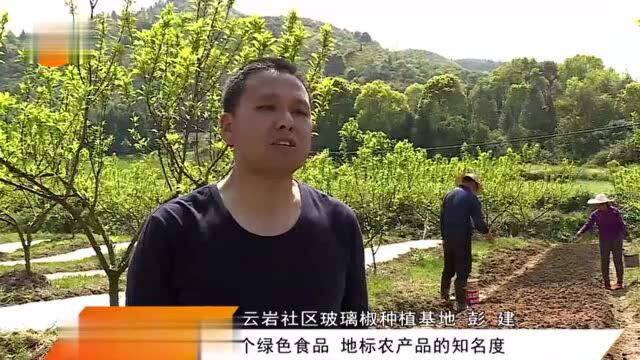 醴陵玻璃椒播种启动,明月镇云岩社区农民很忙