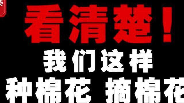 看清楚!我们这样种棉花、摘棉花