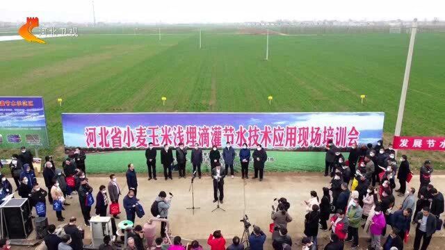 河北省推广麦田浅埋滴灌节水技术 大力推进农田节水工作