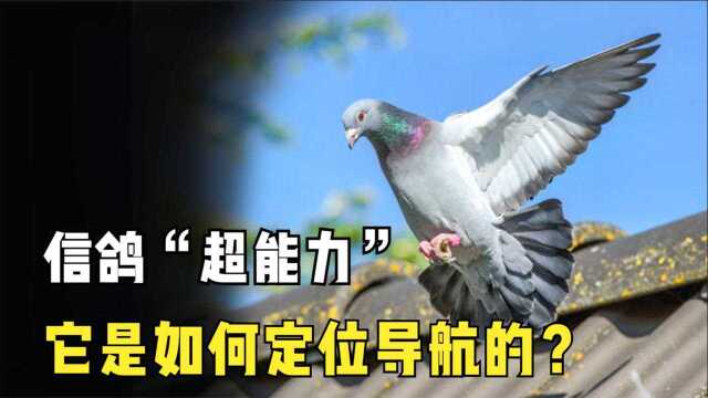 信鸽是如何定位和导航的?多种线索并用,实现千里归巢