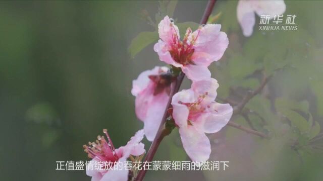 春雨润花唯美图