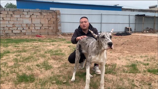 欧洲贵族护卫犬,2年长到180斤,看看来自韩国的狗有多猛?