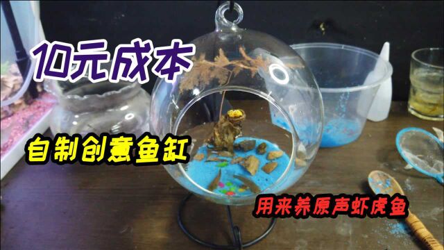 自制创意微景观鱼缸,用来养原生虾虎鱼,成本竟然只需要10元