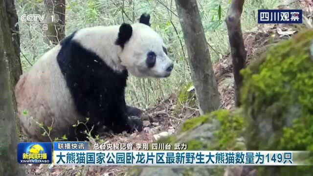 央视联播|大熊猫国家公园卧龙片区最新野生大熊猫数量为149只